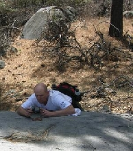 lamprophil in action