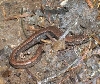 Redwood Slender Salamander