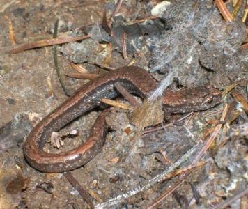 Redwood Slender Salamander