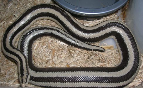 gravid triv