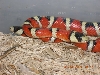 pyros breeding