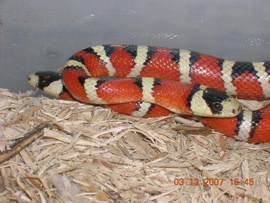 pyros breeding