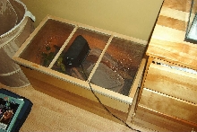 water dragon cage