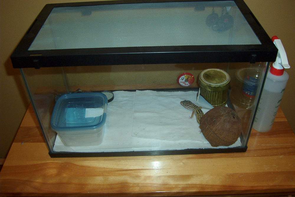 leoprad gecko cage