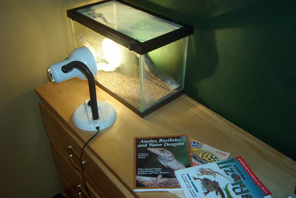 golden gecko cage