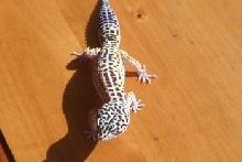 leoprad gecko