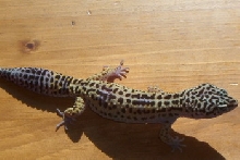 leoprad gecko
