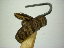 Florida Cottonmouth