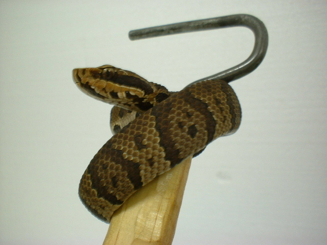 Florida Cottonmouth