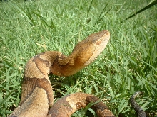 Southern Copperhead