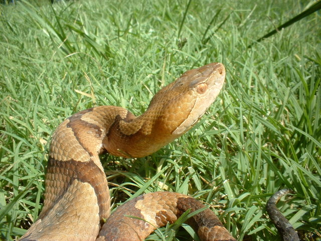 Southern Copperhead