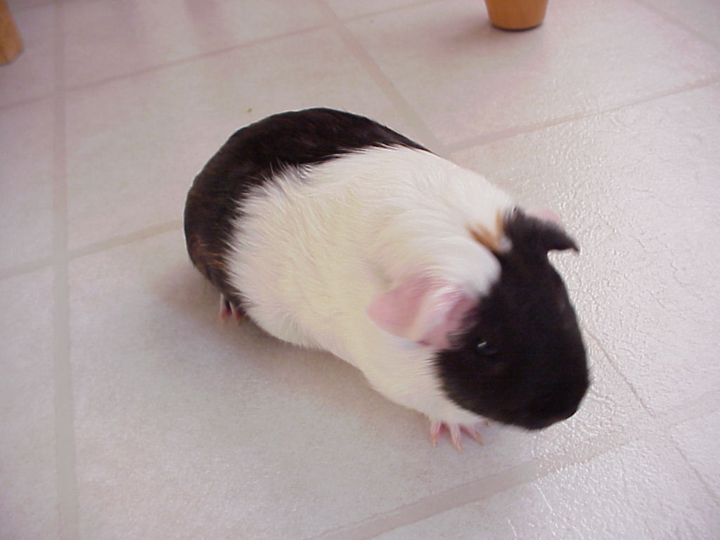Jeannie