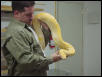 12 ft plus female albino burm