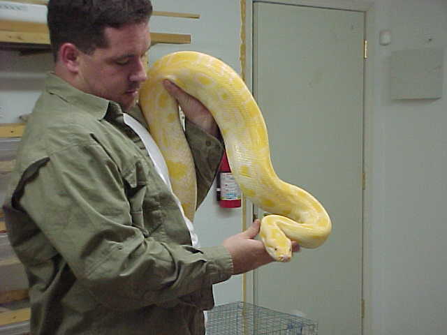 12 ft plus female albino burm