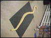 12 ft plus female albino burm