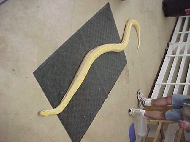 12 ft plus female albino burm