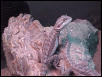 Baby dragons up for sale