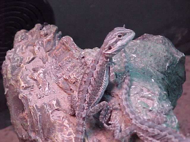 Baby dragons up for sale