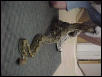 100% het retic