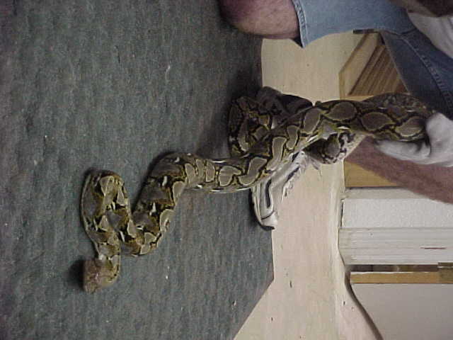 100% het retic