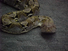 8ft plus 100%  het retic