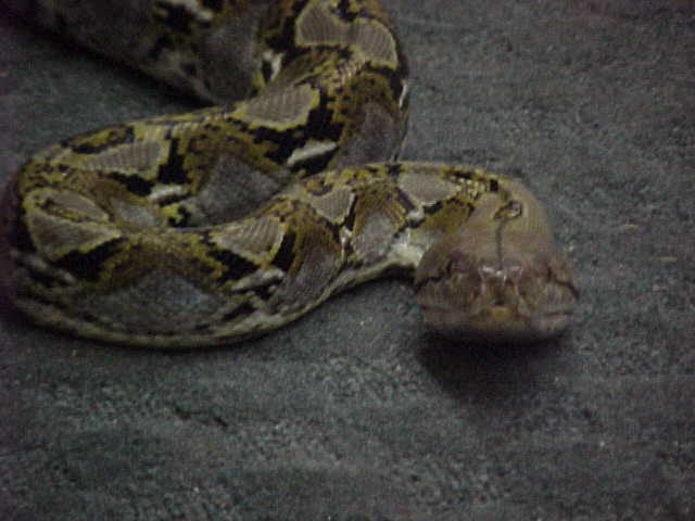 8ft plus 100%  het retic