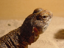 Female Uro 1