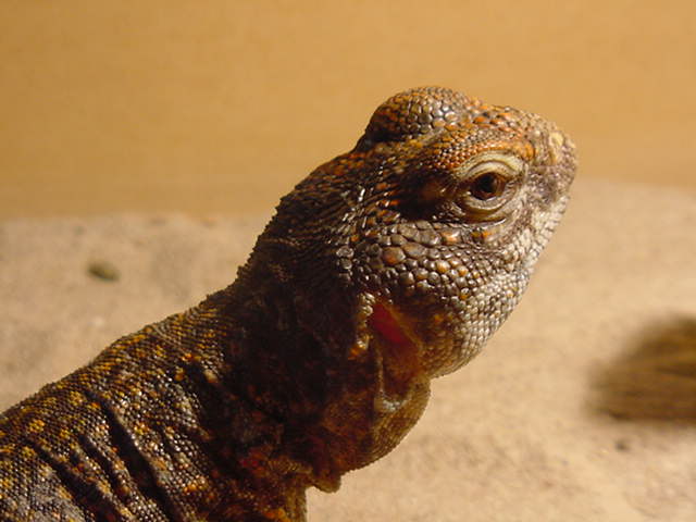 Female Uro 1