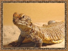 Female Uro 2