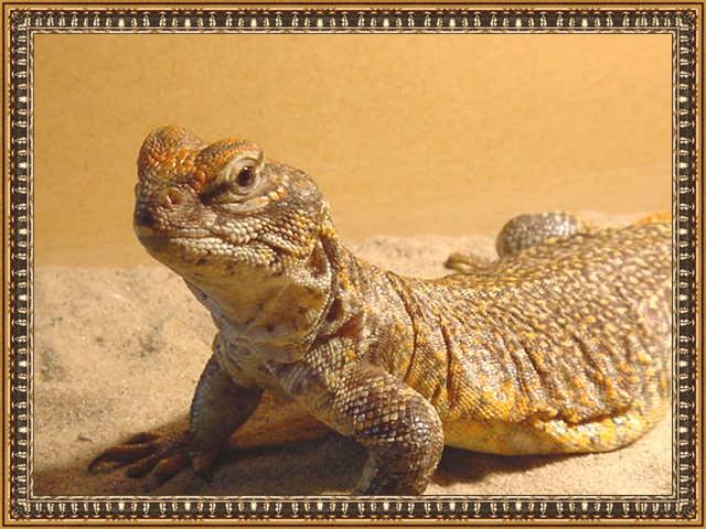 Female Uro 2