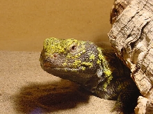 Male Uro 1