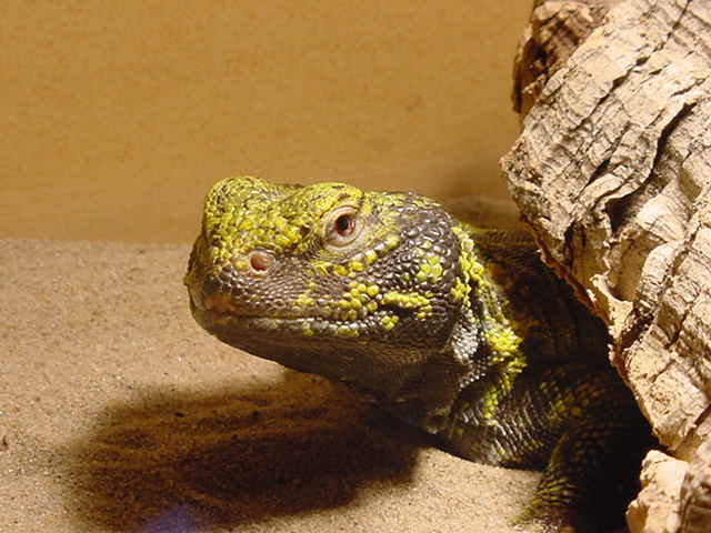 Male Uro 1