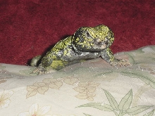 Male Uro 3