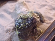 Male Uro 2