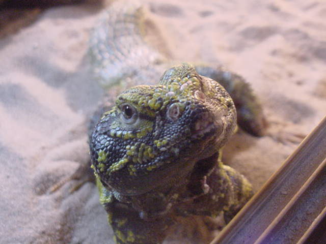 Male Uro 2