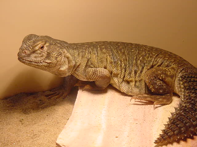 Uri 1