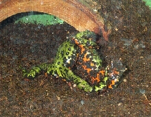 Toad Wrestling