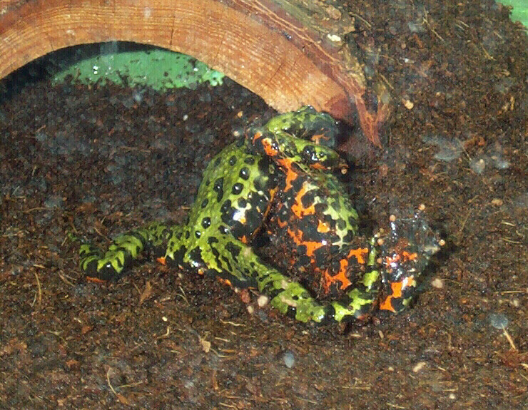Toad Wrestling
