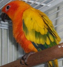 New Sun Conure