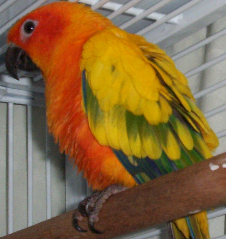 New Sun Conure