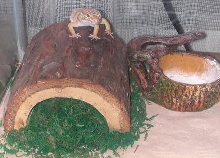melvin on his humid hide