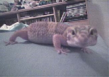 melvin chillin on my bed