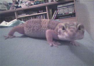 melvin chillin on my bed