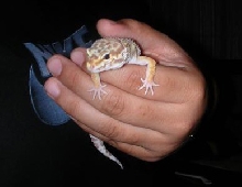 HAND!