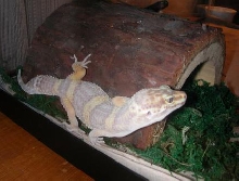 melvin shedding