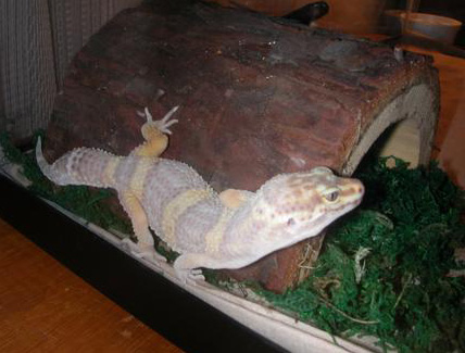 melvin shedding