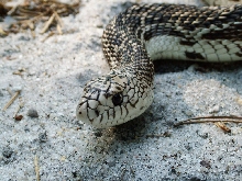 Close-up of a Crossley Pine snake