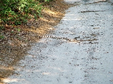 Pine snake on Trail through Crossley.