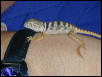 Baby Collared