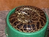 7foot in small bowl